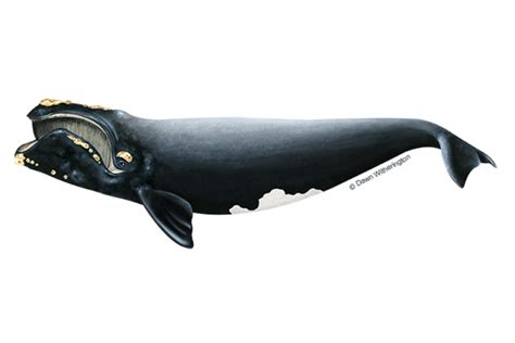 is the north atlantic right whale endangered
